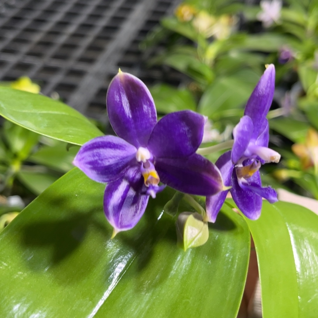 我***花完全开放2.8寸yw08开花株