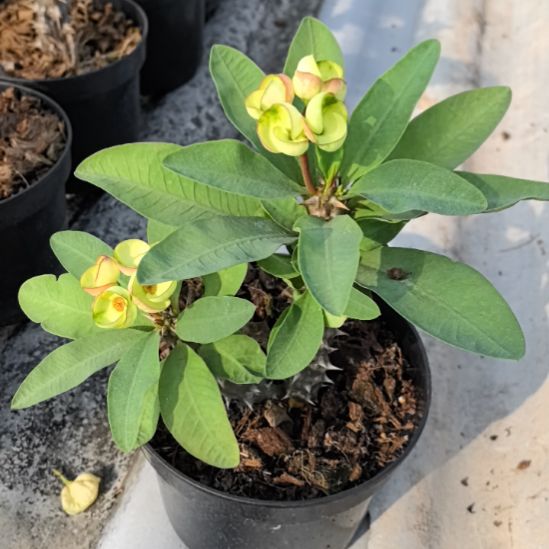 月***儿完全开放绿宝石直播间一物一拍