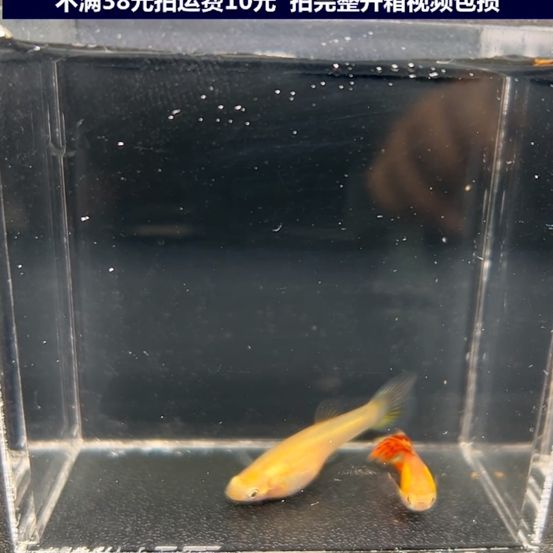 孔雀鱼黄化矛尾一对