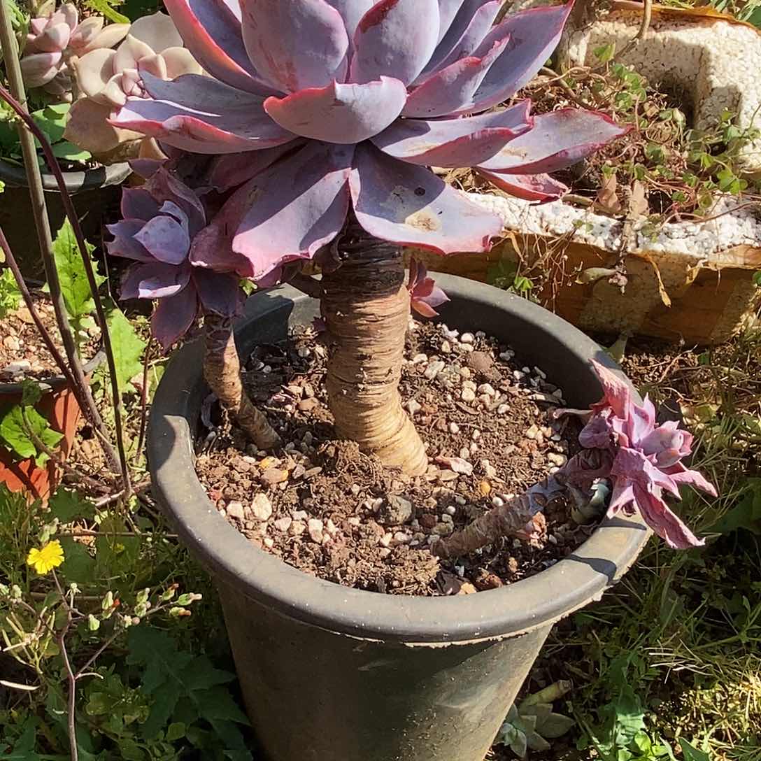 多肉植物非常福利晚霞