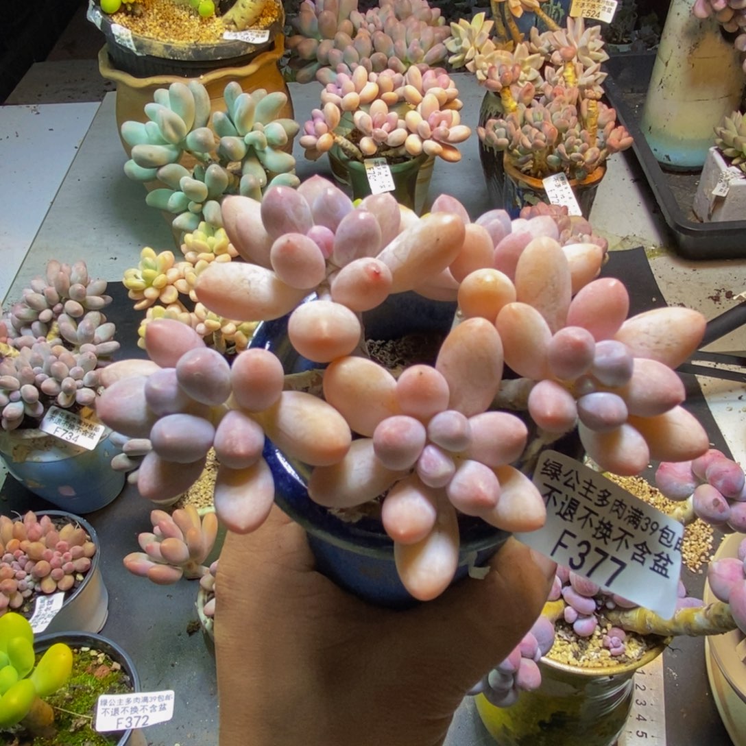 黄金手指377/9cm多肉