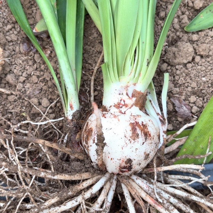 无花朵帝国包对版