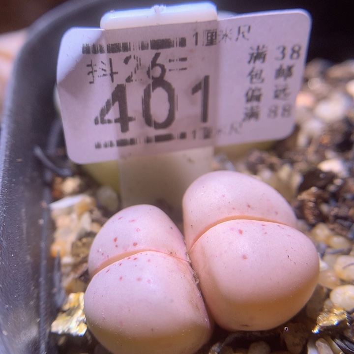 精品生石花26.401