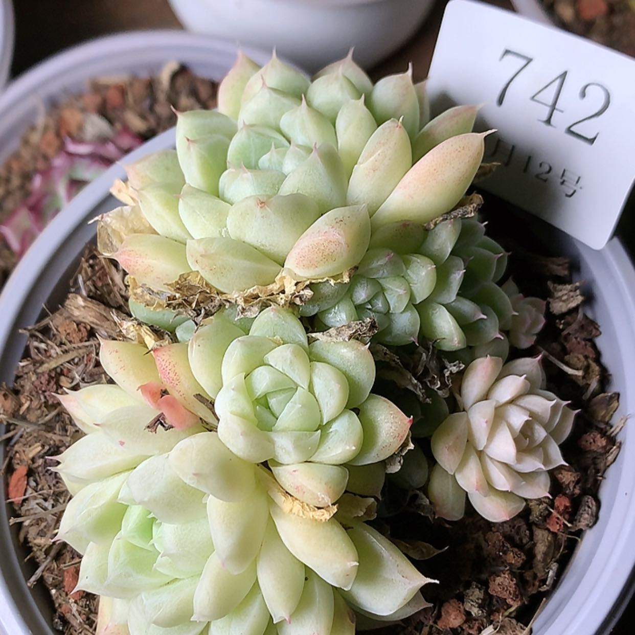 【闪购商品】云742