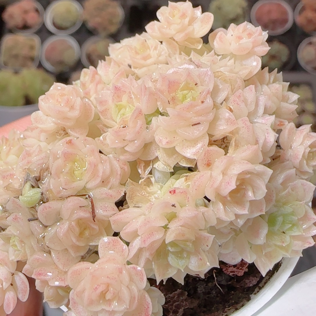 花语多肉1207-101散