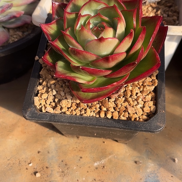 惊鸿仙子多肉植物08