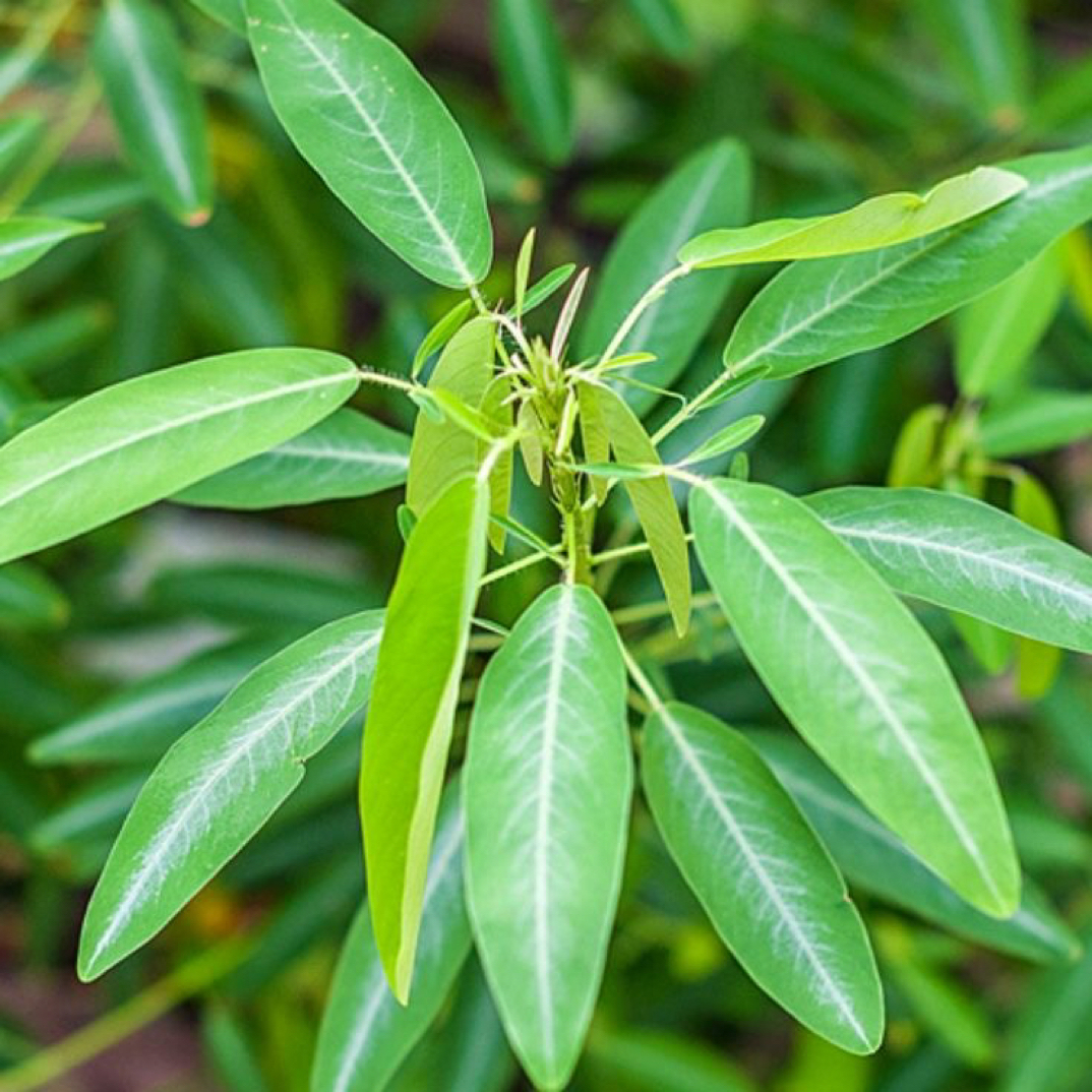 无风自动草 跳舞草  情人草 干货 风流草