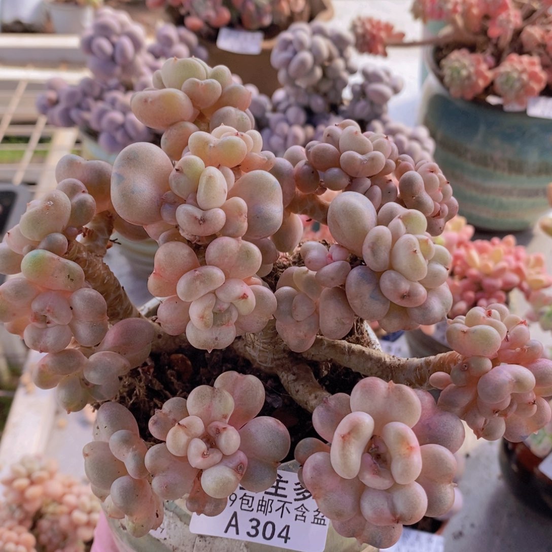 比尔盖茨老桩13cm304多肉植物