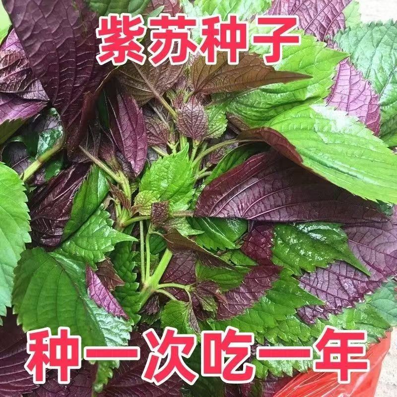 【全店满5包包邮】新鲜紫苏阳台庭院种植蔬菜种子