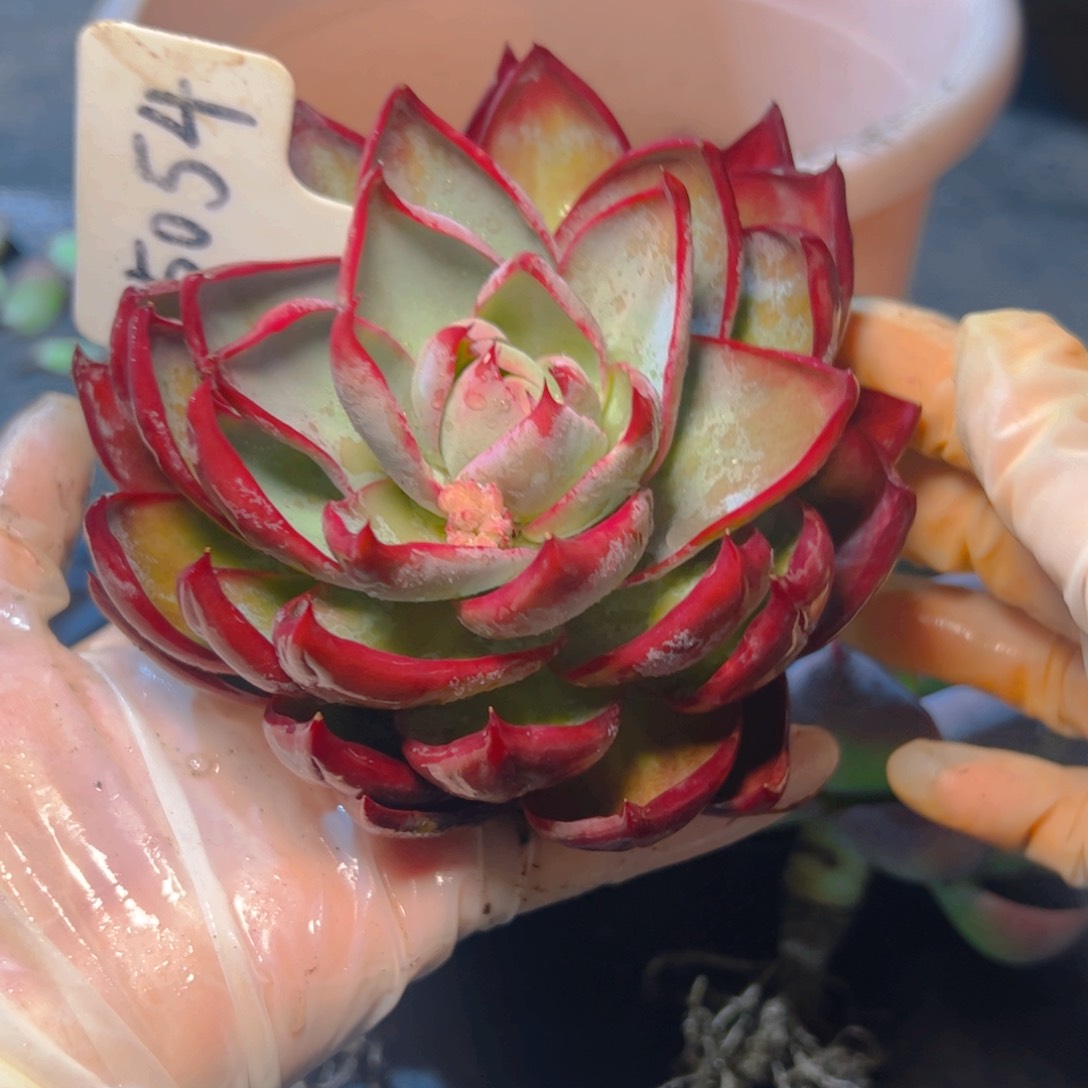 惊鸿仙子一物一拍5054