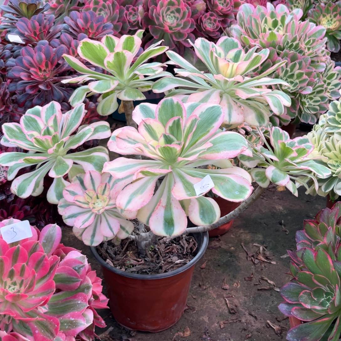 多肉植物燕姿061