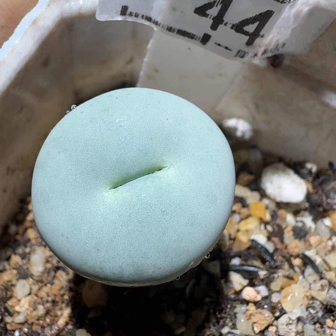 z小黄车里捡漏啦44