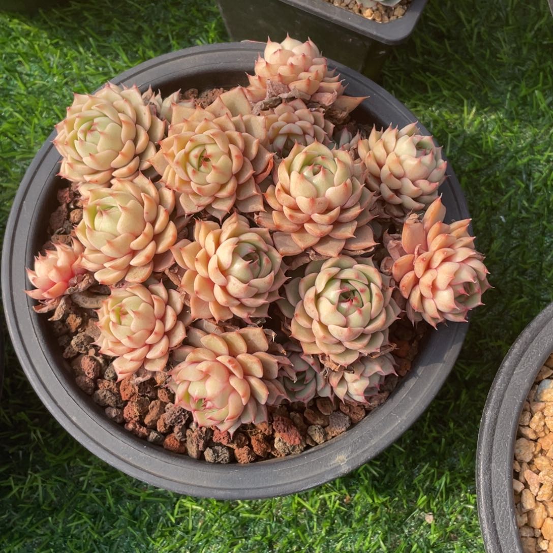 苯巴蒂斯冠幅17 公分一物一拍