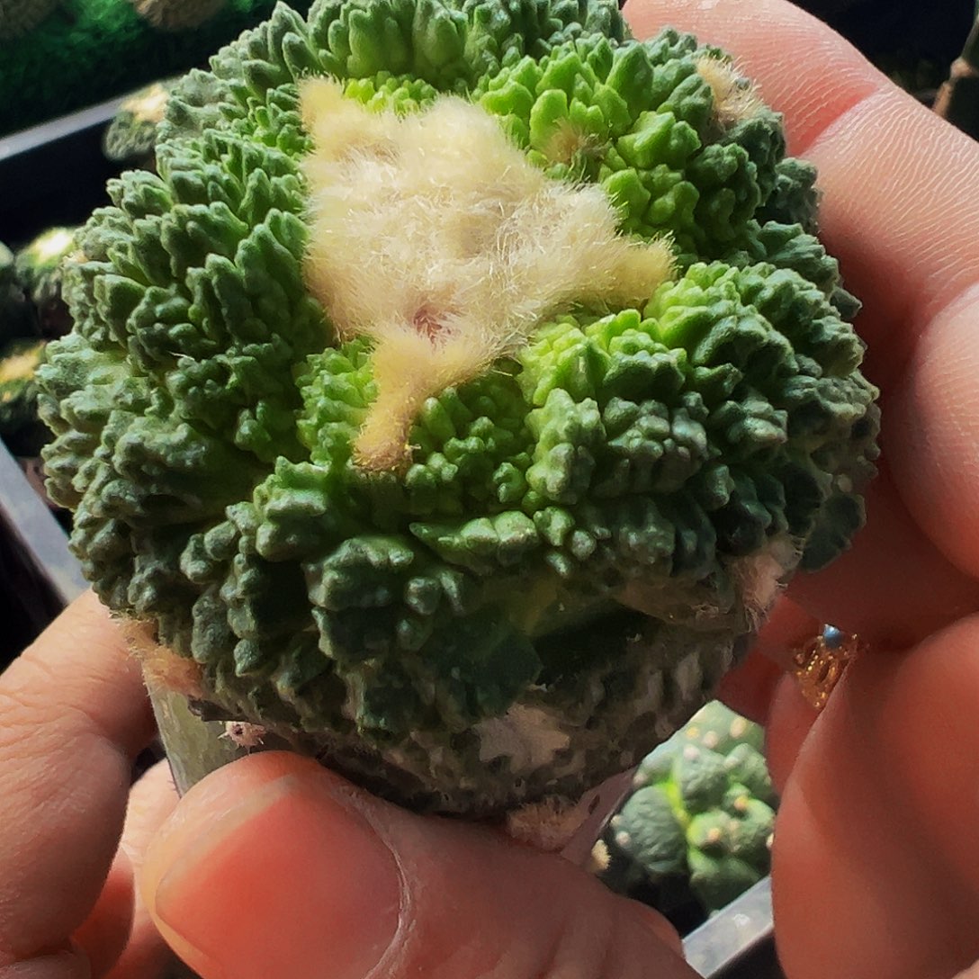 无花朵福利炸尤哥怒牡丹264