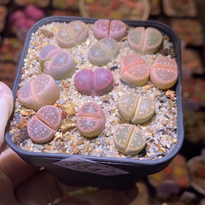 精品生石花25.364