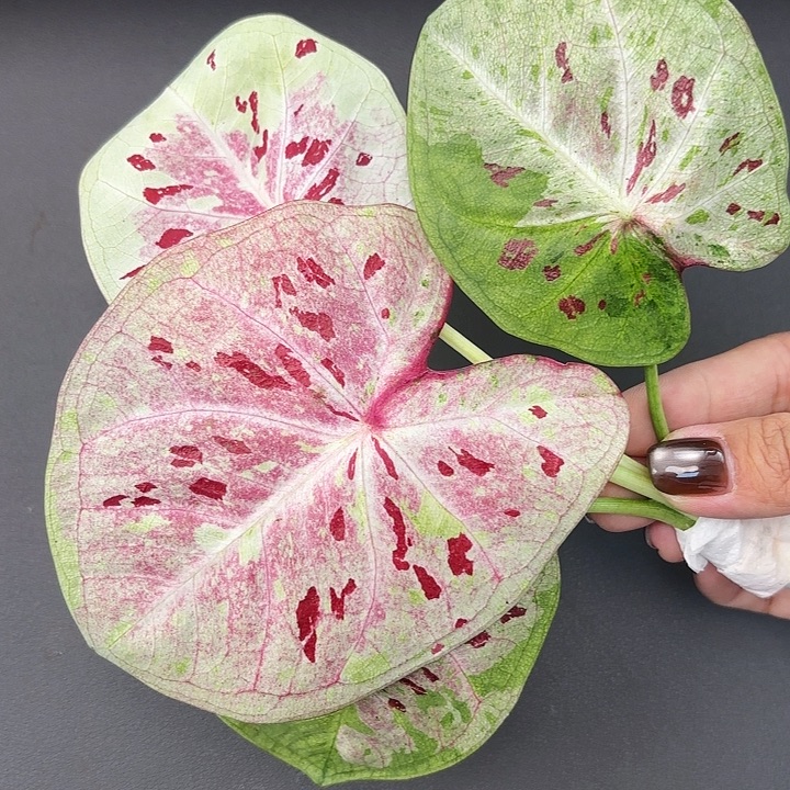 41-1102参与广东现货