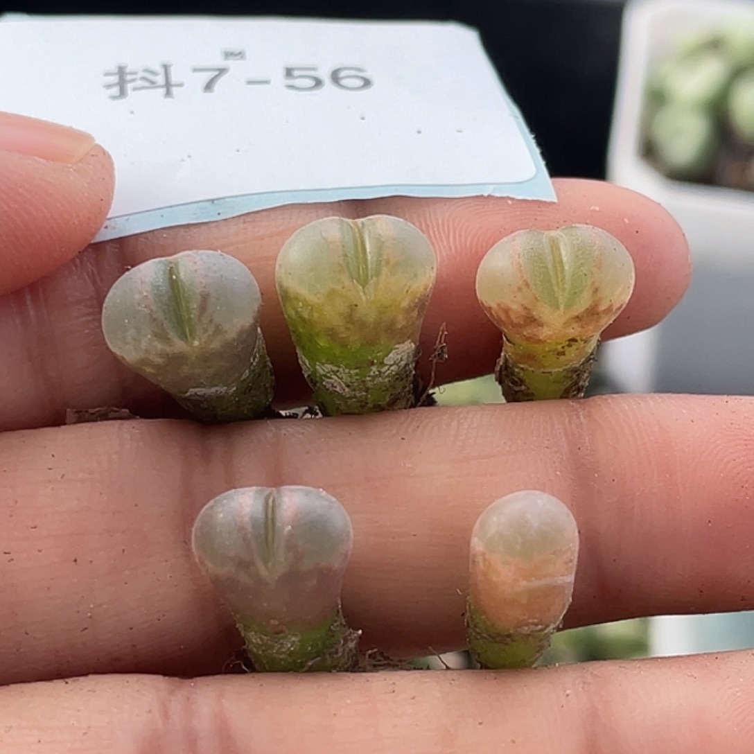 7-56小苗c10多肉植物