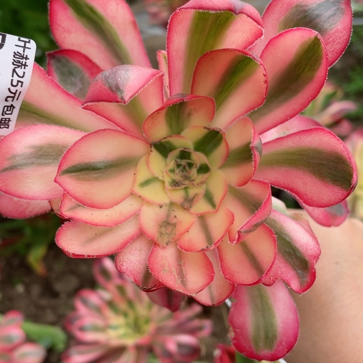 769爱丽嫁接多肉112345678