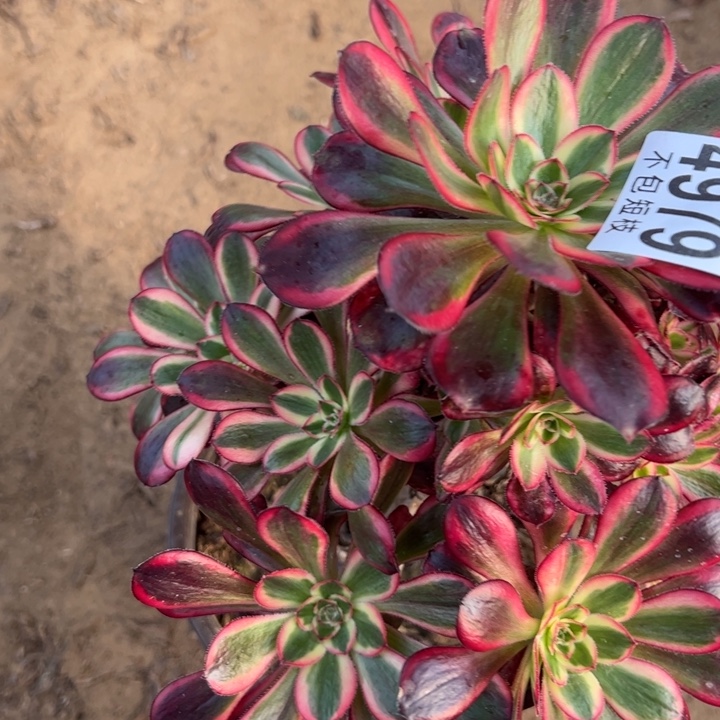 4979香奶儿多肉植物法师