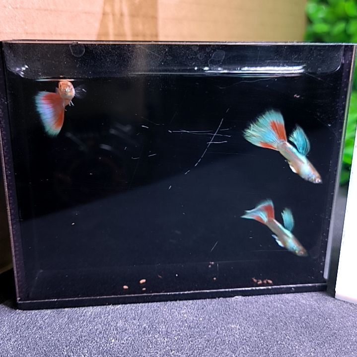 孔雀鱼极光幻彩一公一母带胎代孕满30包邮，不满加10元。 