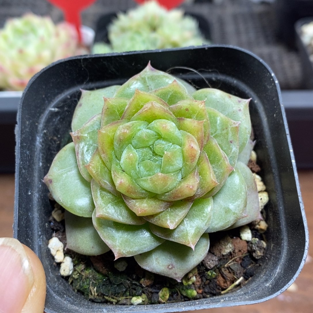 精品多肉一物一拍不包整38