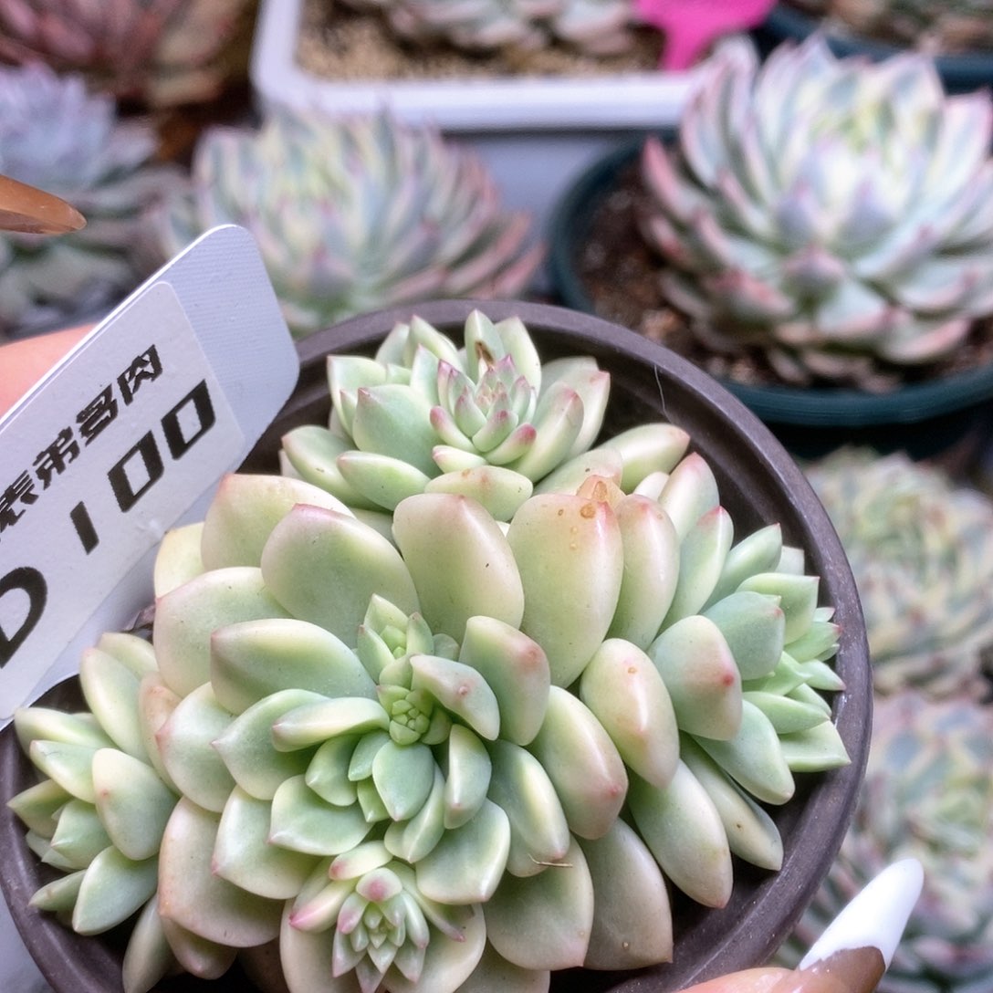 100马库司锦锦锦锦锦