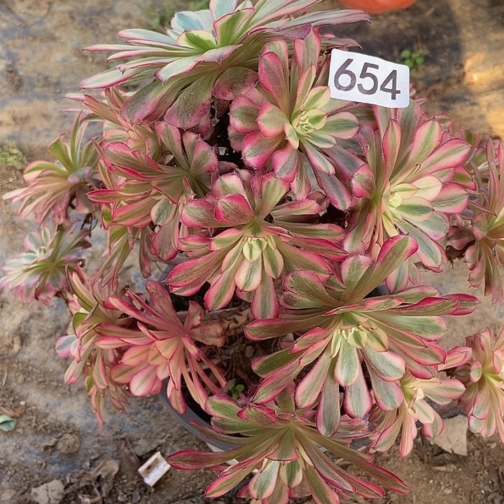 红同白多肉654多肉不包断