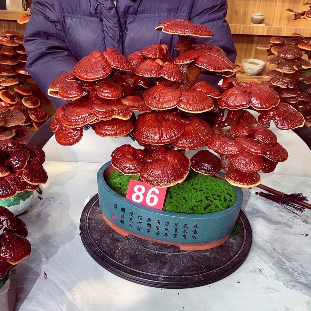 淘***乖无花朵发财树发财树发财树