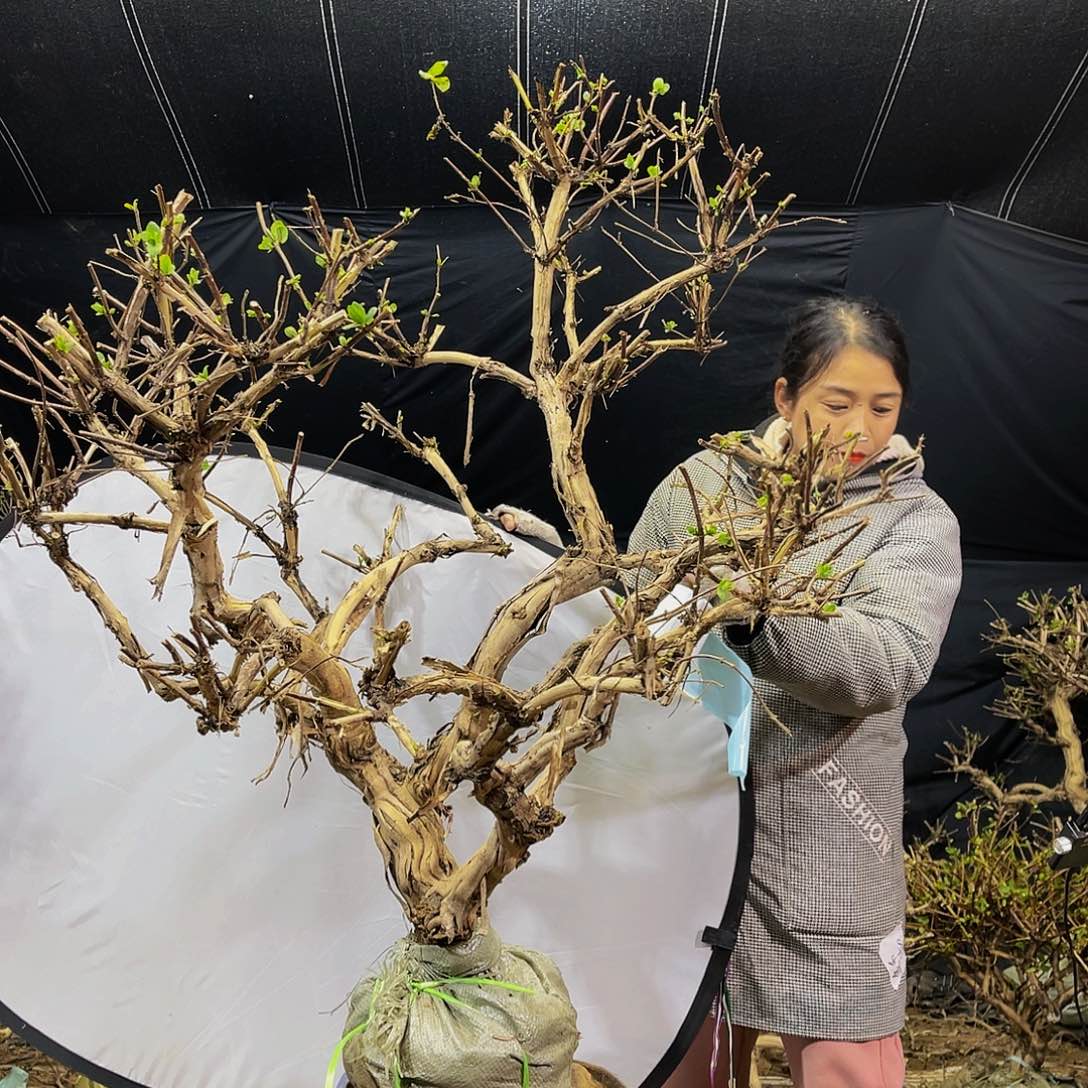金银花的故事是一个