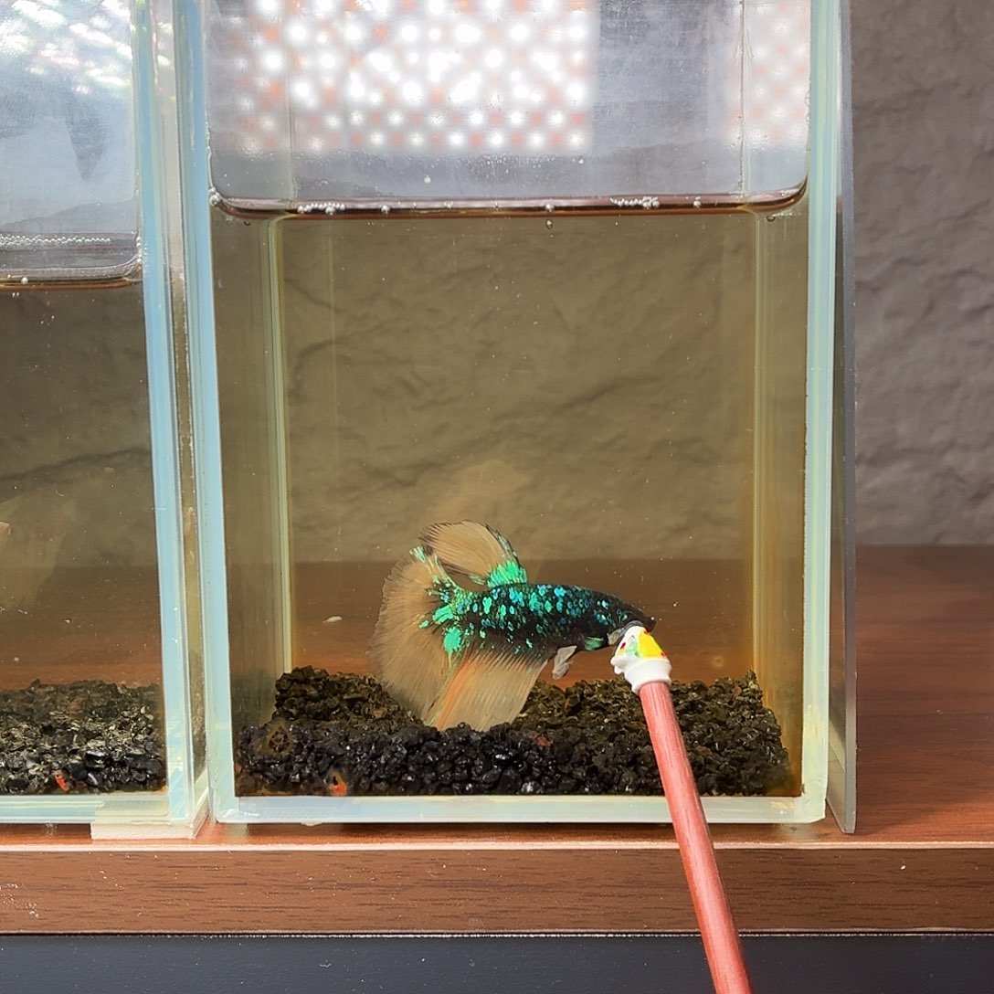 斗鱼暗黑半月公鱼