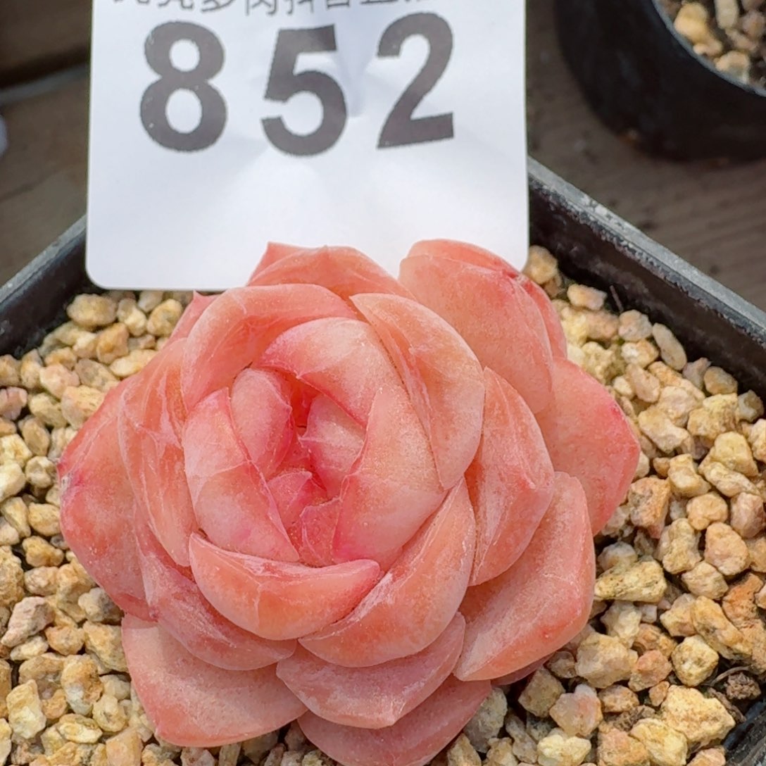 假**艺秒         多肉植物