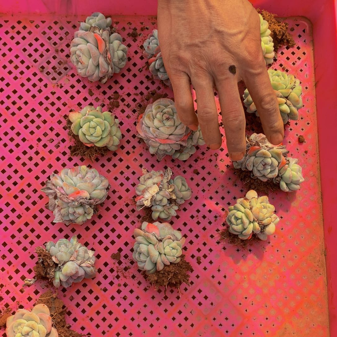 秋*星悦多肉   A111