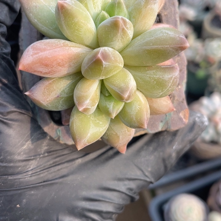 重楼双头很胖多肉植物