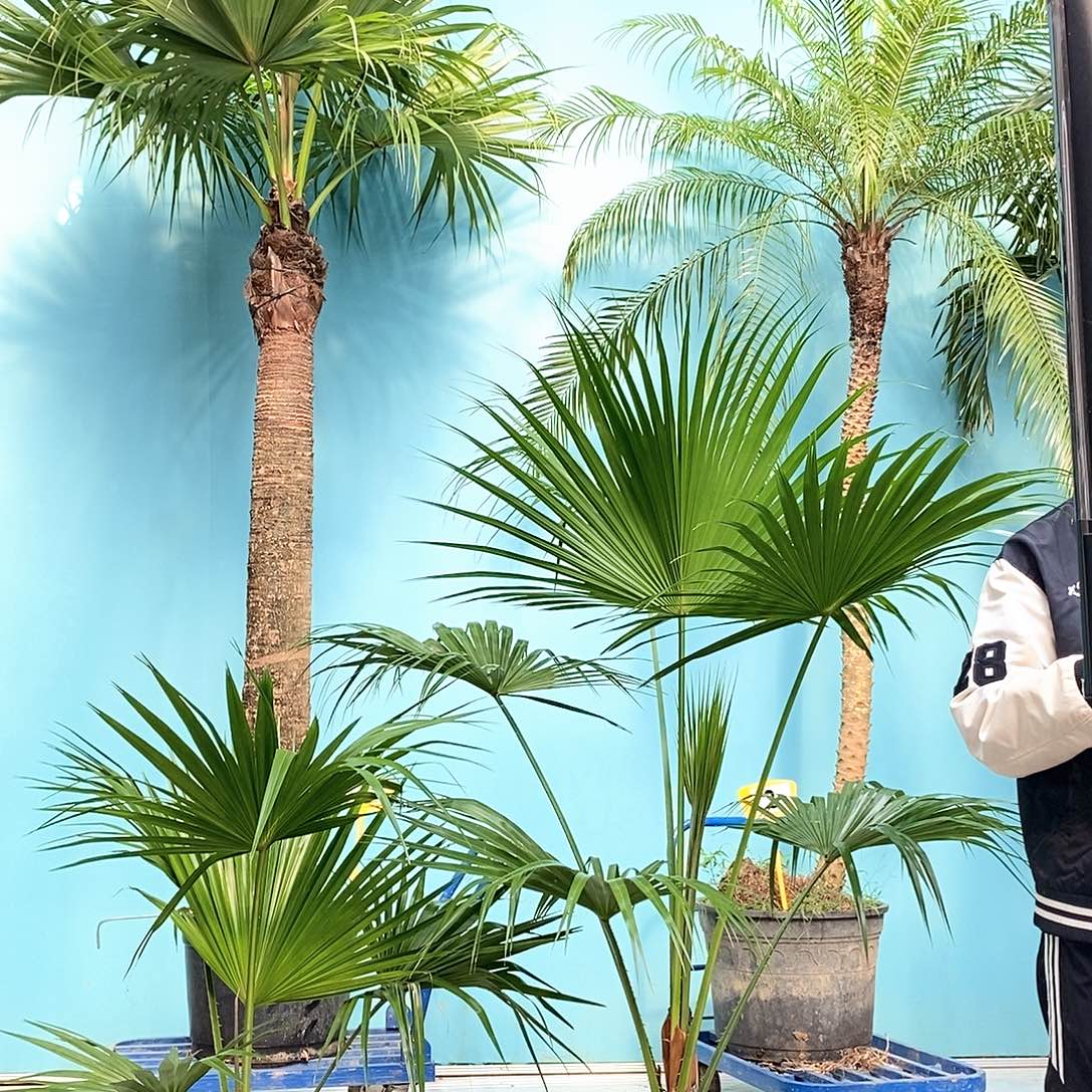 完全开放88888888