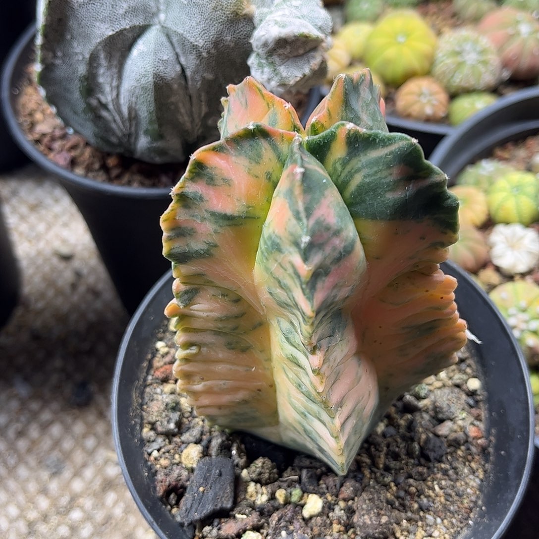 随***1无花朵鸾凤预警一颗