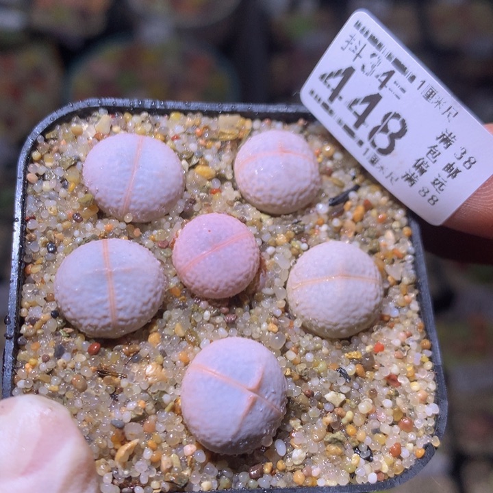 精品生石花34.448