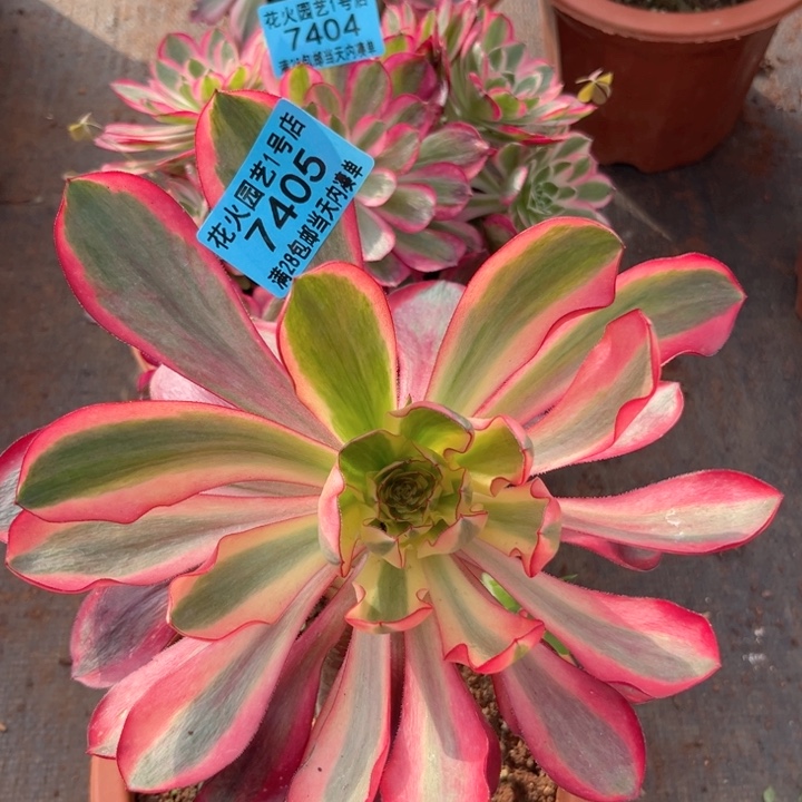 红魔女7405多肉植物