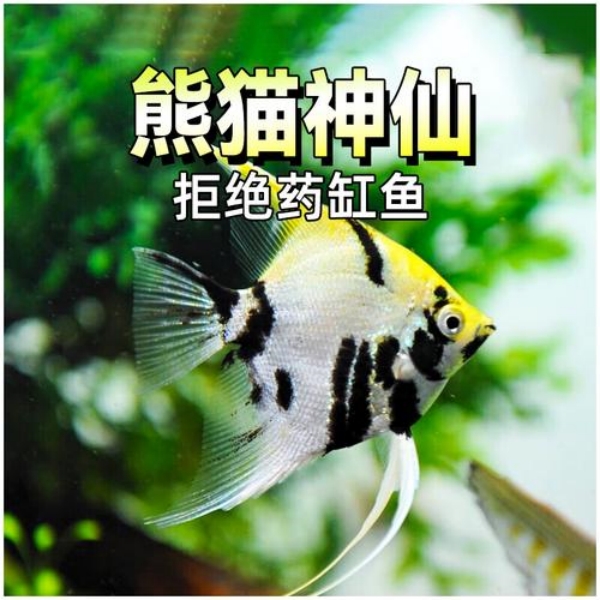 熊猫神仙燕鱼三色花仙子淡水热带观赏鱼新手好养