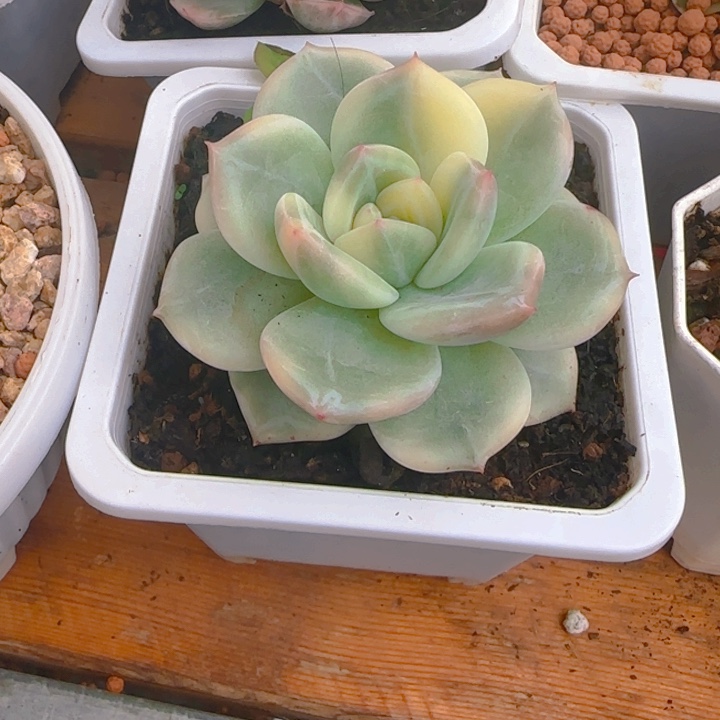伊丽莎白锦多肉植物好看，