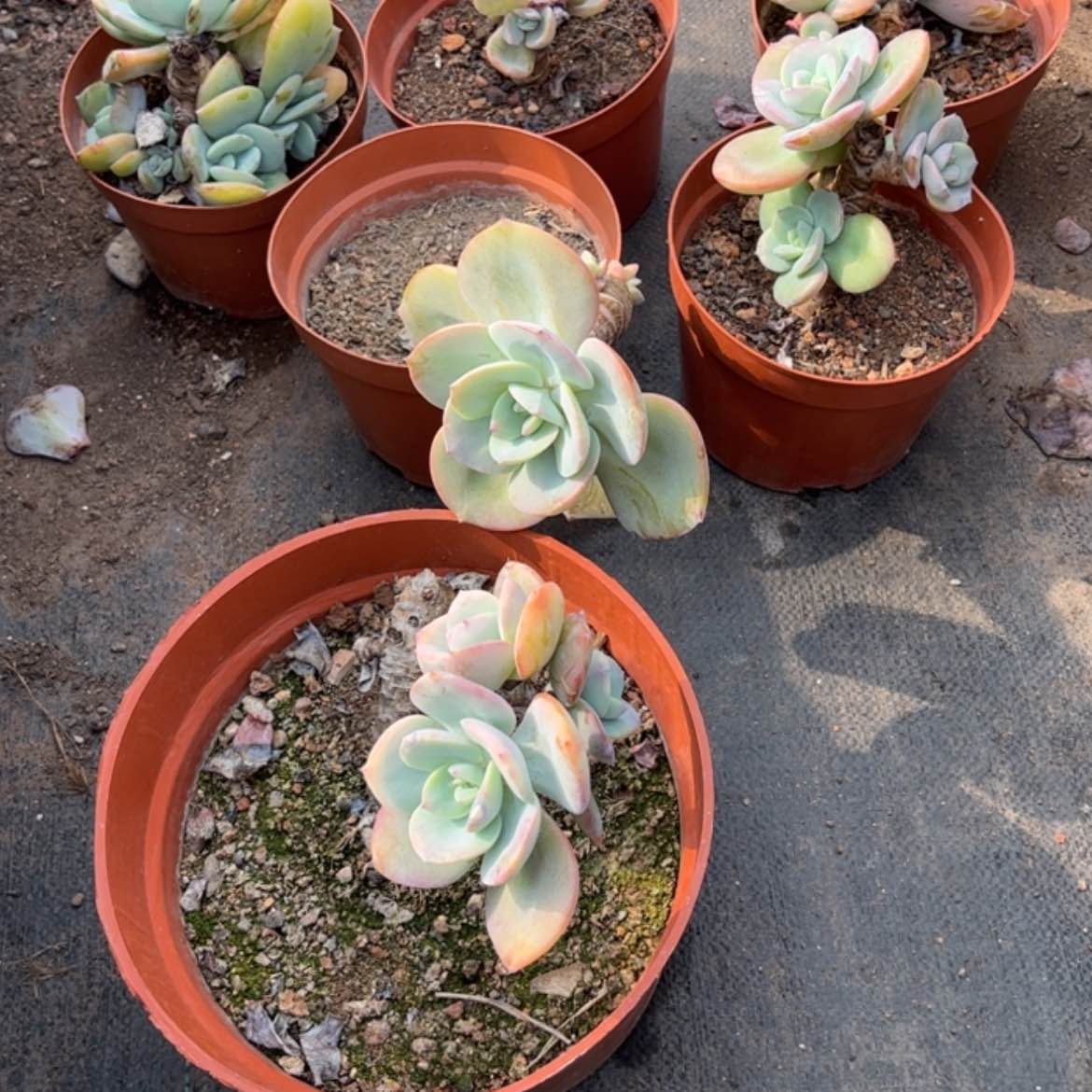 【闪购商品】无花朵红**叶