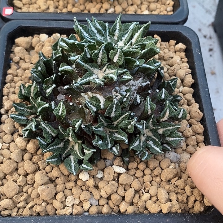 22号自根黑牡丹8.2公分