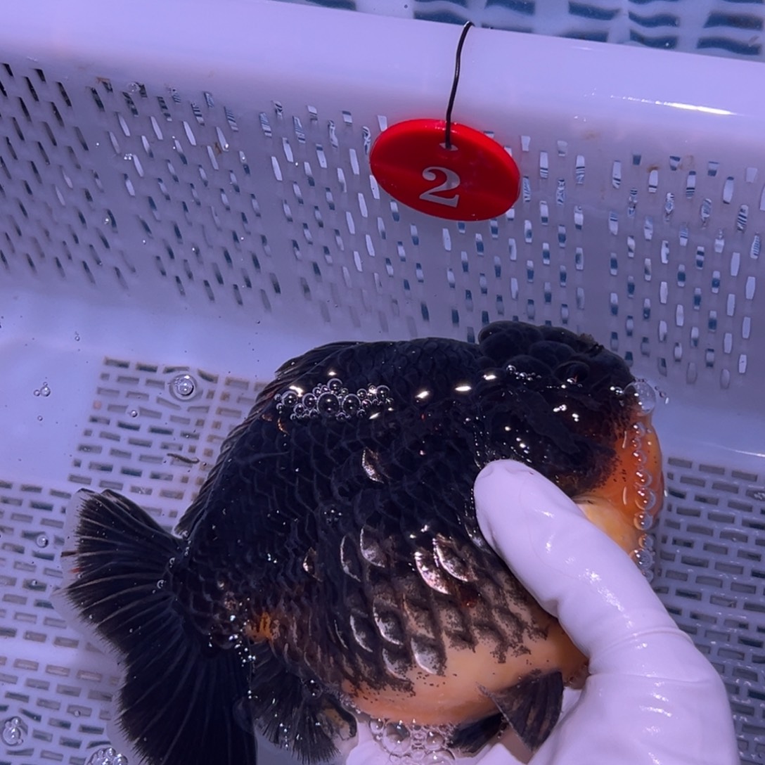 小***卢海水鱼你也不要生气啦啊媳妇子啊