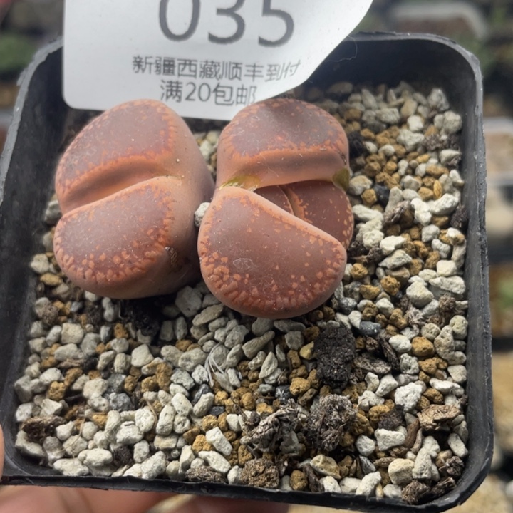 佳人园艺 老周多肉上福利啦035