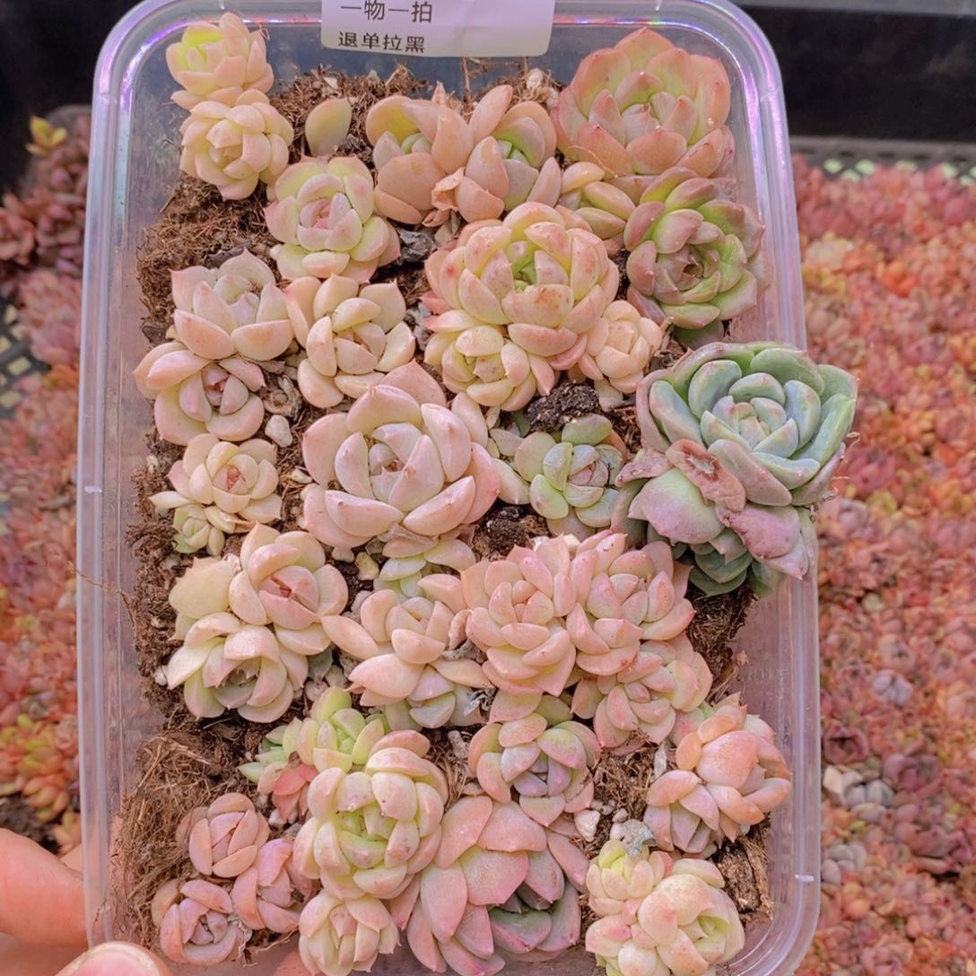 80多肉一物一拍链接