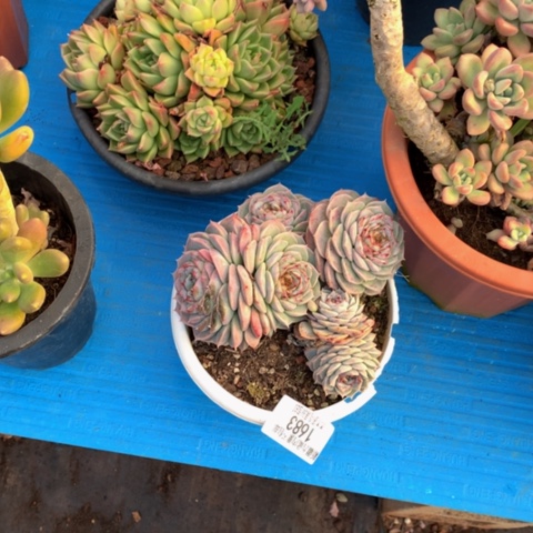 用****81683天鹅绒多肉