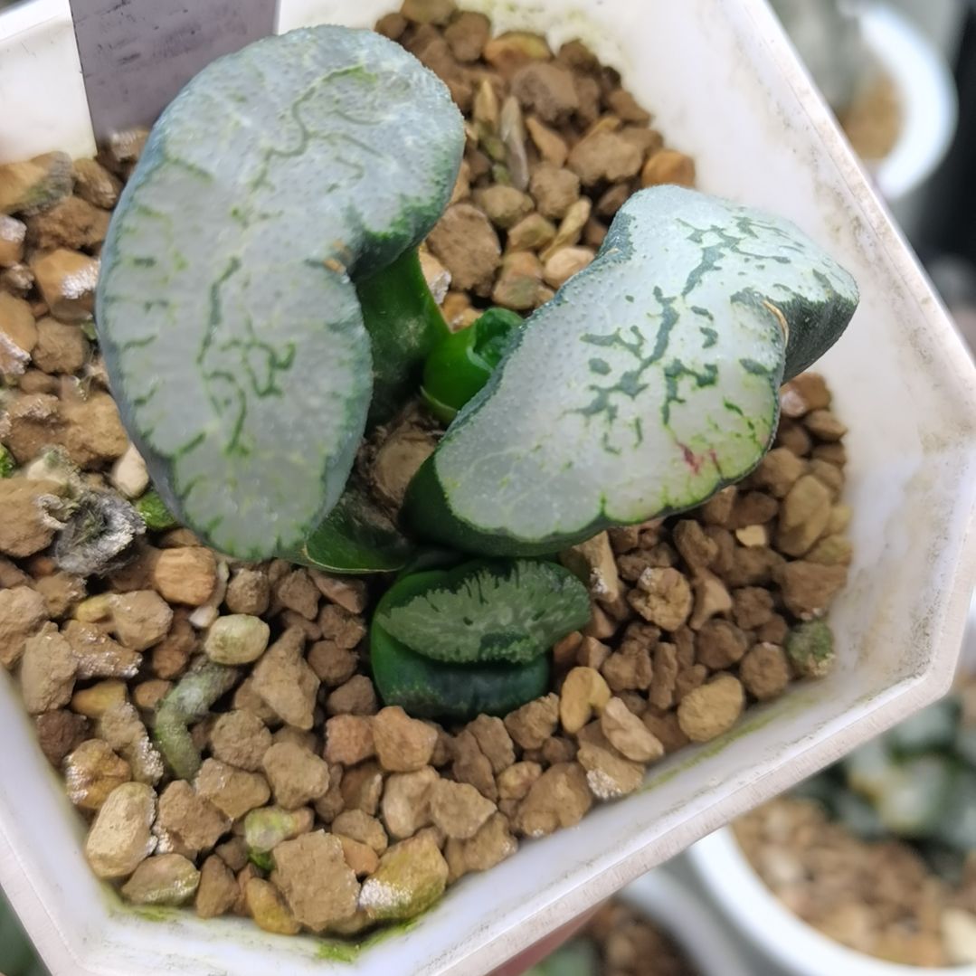 267号蓝翼玉扇底座带2苗一物一拍带盆土发货