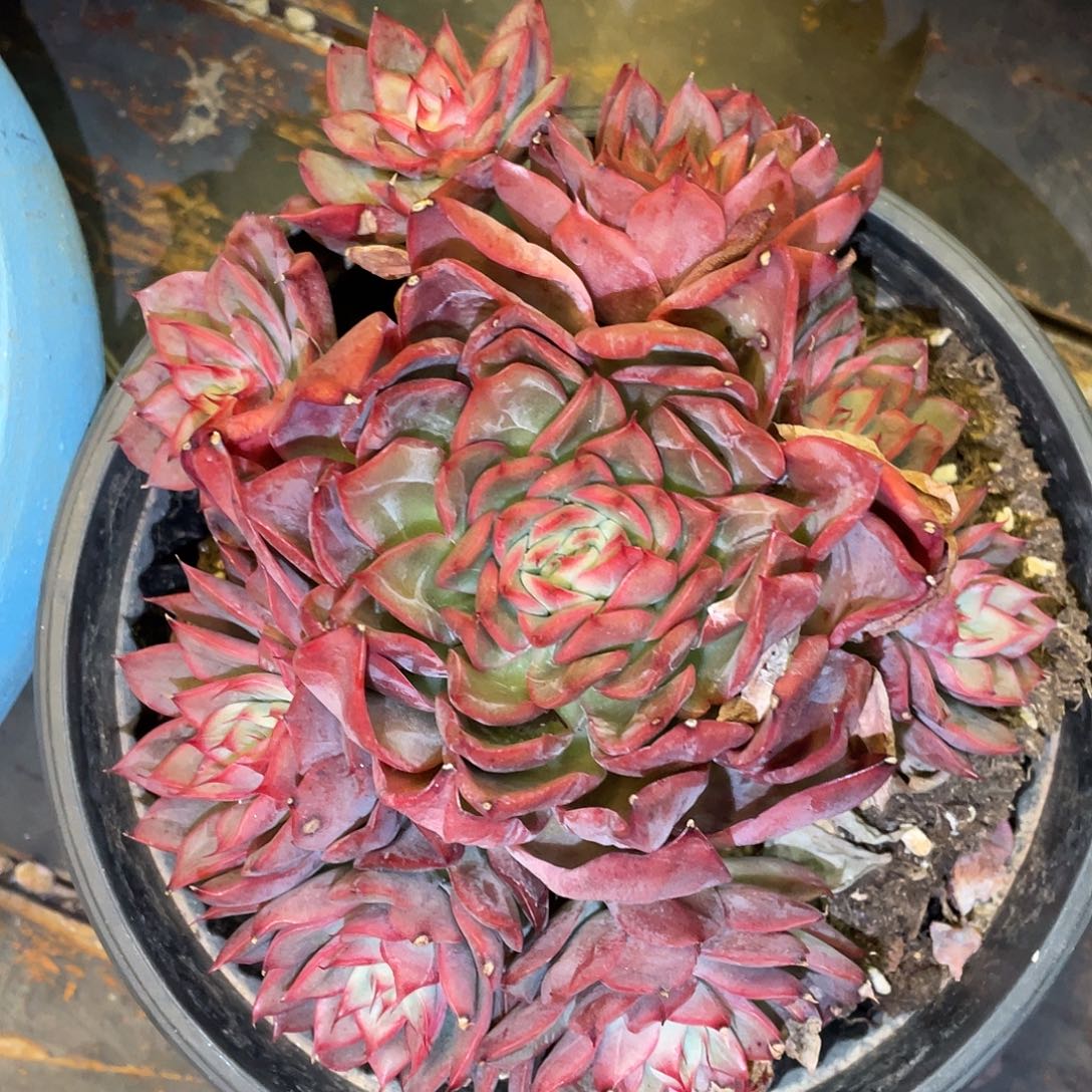 多肉植物一物一拍