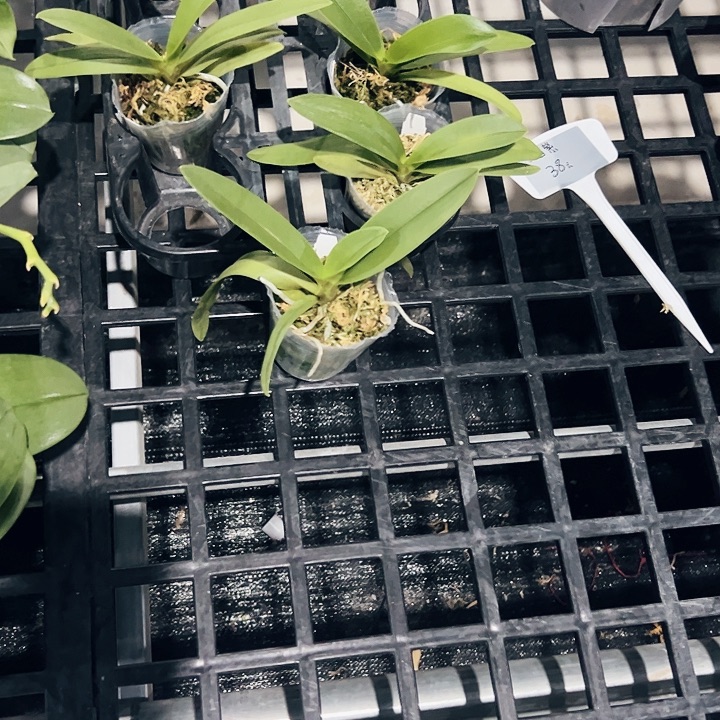 不开花植物小茴紫2.5