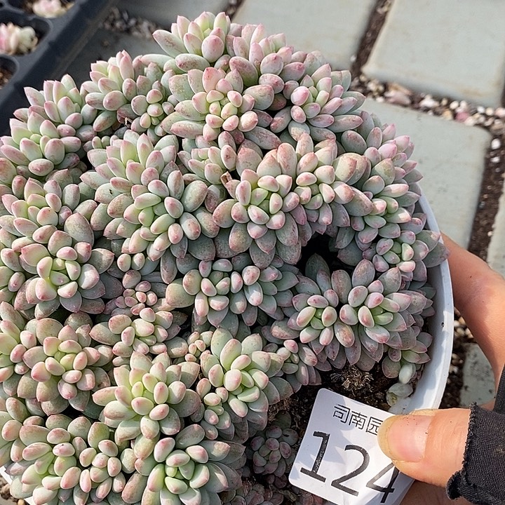 124 多肉植物盆栽花卉