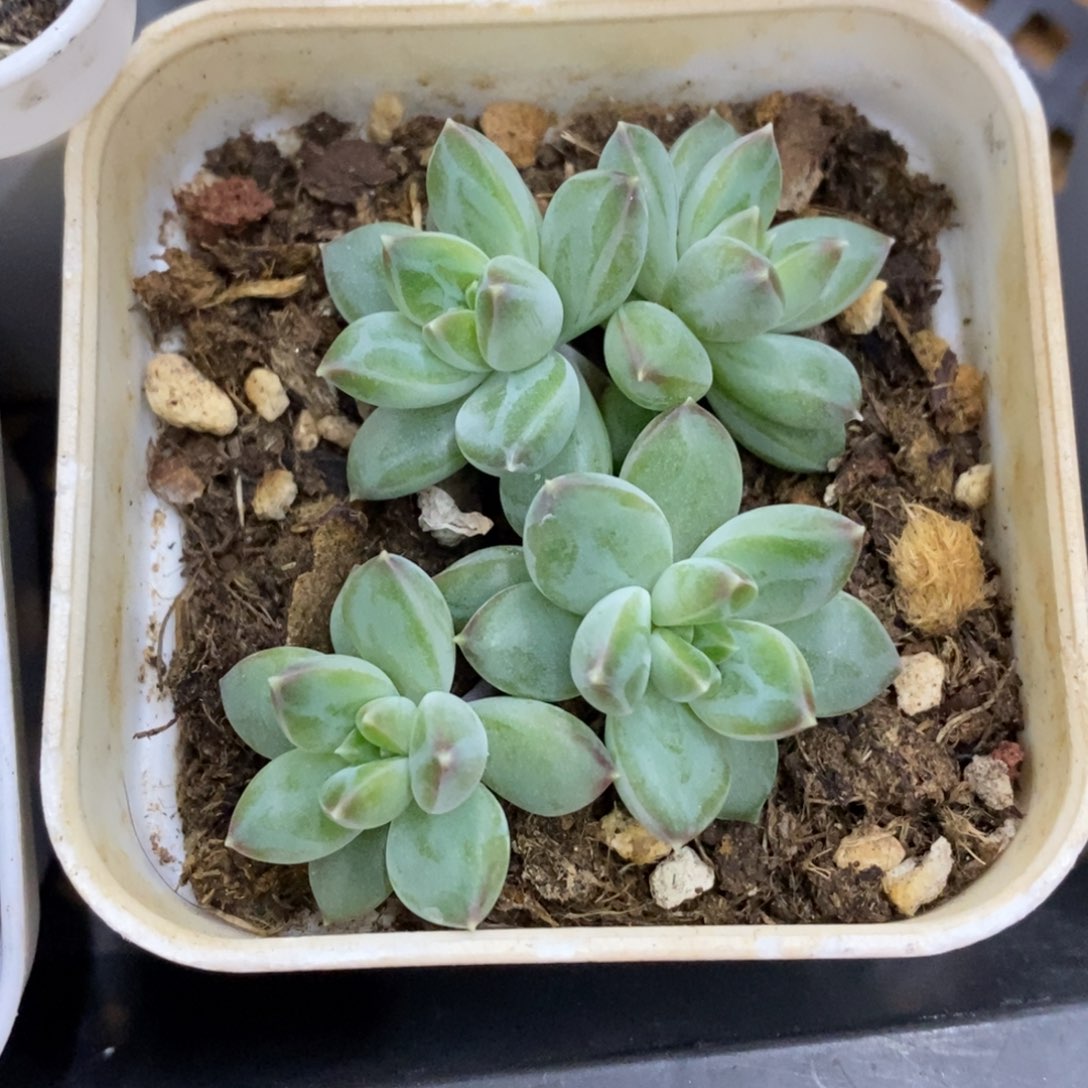 精品多肉一物一批不包整274